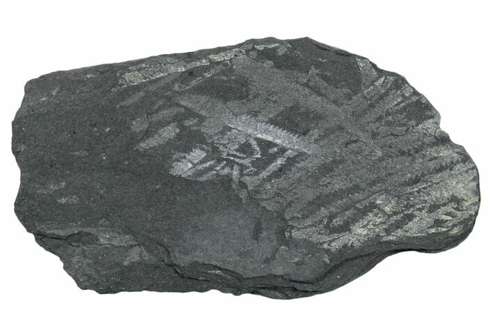 Fossil Graptolite (Didymograptus) Cluster - Wales #353824